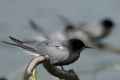 Черная крачка фото (Chlidonias niger) - изображение №1323 onbird.ru.<br>Источник: www.photo-dictionary.com